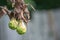 Dryed rotten pears from bacterium on tree branch