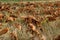 Dryed yellow chestnut leaves on the ground, background.