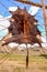 Drying animal hide, Gorkhi-Terelj National Park, Mongolia