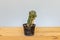 Drying cactus in a plastic pot closeup