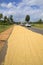 Drying the crop of rice on the carriageway of the road. Sri Lanka