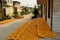 Drying Ears of Maize, Chinese Working Village Commune, near Jinan, Shandong, China