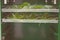 Drying ecological, healthy and nutritious wild food herbs in the dryer