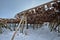 Drying flakes for stockfish cod fish in winter. Lofoten islands,