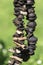 Drying fresh edible mushrooms on a cord, dried mushrooms