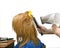 Drying of gingers painted hair of the hairdryer