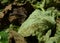 Drying green and brown lemon balm or citronella leaves in macro view