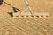 drying harvested rice in a flat field