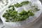 Drying herb using a dehydrator