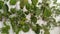 Drying herbs for herbal tea