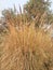 drying Kush, Kusha grass, Halfa grass, big cordgrass, and salt reed-grass texture, Feather Grass or Needle Grass, Nassella