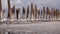 Drying Kuyalnik estuary. Salt crystals on wooden pillars of an old 18th century salt industry. The ecological problem is drought