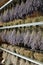 Drying lavender