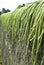 Drying long green beans