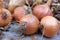 Drying onions crop process. Top view of dried onions on the market.