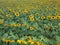 drying out of sunflower fields requiring watering