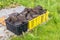 Drying Peat on Eriskay in the Outer Hebrides