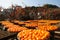 Drying Persimmons in early winter