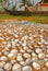 Drying and Processing Coconut
