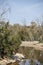 Drying river between eucalyptus trees