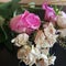 Drying Rose's in pink and small white