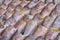 Drying snakeskin gourami fishes