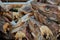 Drying stockfish cod heads in Reine fishing village in Norway