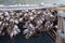 Drying stockfish, Lofoten, Norway