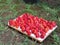 Drying strawberries under the sun light