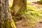 drying summer forest trunks with yellowing moss