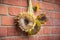 Drying sunflower heads for birds UK