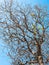 Drying tree and blue sky in Sicily