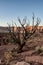 Drying Tree In Desert