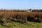 Dryland Blueberry bushes with bee hives for pollination