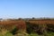 Dryland Blueberry bushes with bee hives for pollination