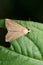 Dryleaf Moth of leaf, Hypena proboscidalis, Satara, Maharashtra