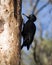 Dryocopus martius, Black Woodpecker