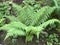 Dryopteris affinis, Scaly male fern / golden-scaled male fern - Botanical Garden of the University of Zurich or Botanischer Garten