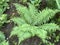 Dryopteris affinis, Scaly male fern / golden-scaled male fern - Botanical Garden of the University of Zurich or Botanischer Garten