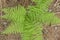 Dryopteris carthusiana narrow buckler-fern is a species of fern of the family Dryopteridaceae.