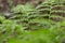 Dryopteris carthusiana narrow buckler-fern is a species of fern of the family Dryopteridaceae.