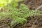 Dryopteris carthusiana narrow buckler-fern is a species of fern of the family Dryopteridaceae.