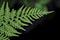 Dryopteris - wood fern