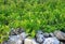 Drystone wall in front of green leaves of abandoned vineyard