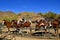 DSaddled horses for trail riding