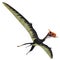 Dsungaripterus Reptile Wings Spread