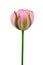 Dual colored pink-green tulip