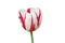 Dual colored red-white tulip