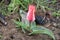 Dual colored red-white tulip