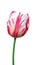 Dual colored red-white tulip on a white